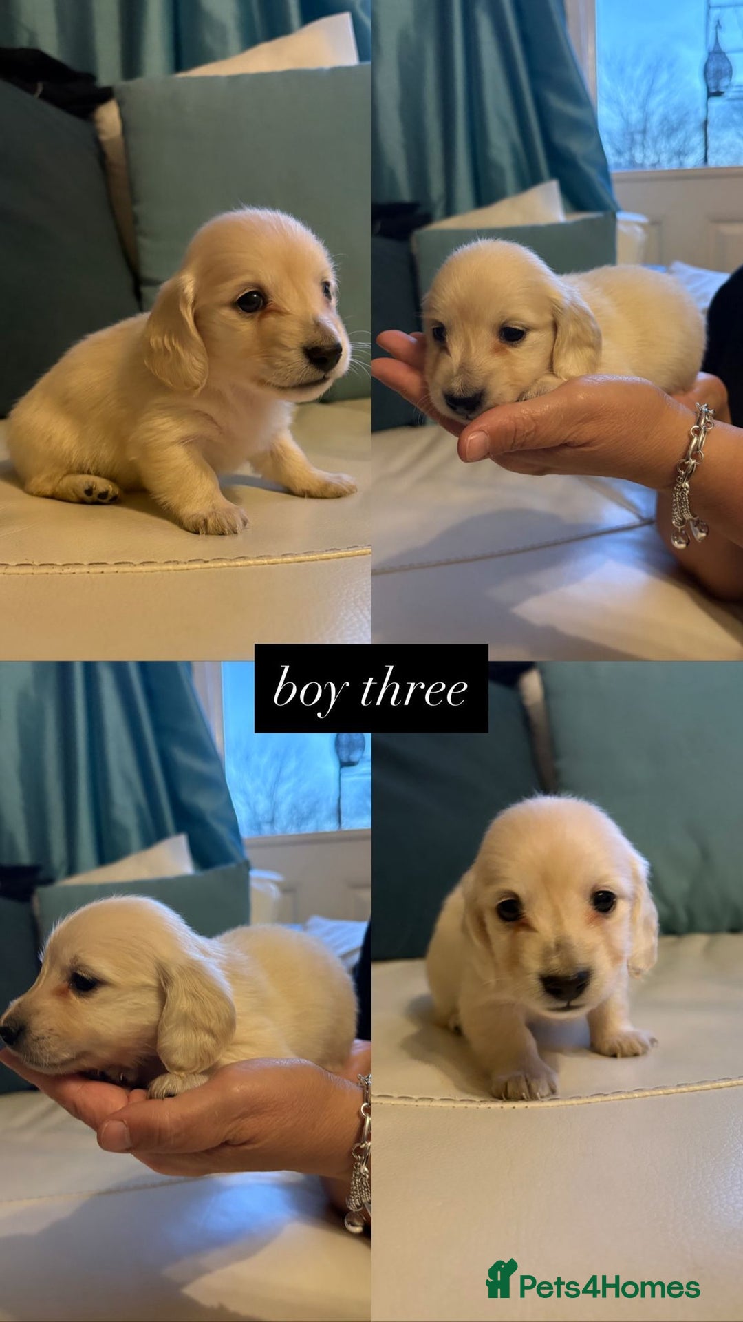 Miniature Dachshund dogs for sale: Miniature long haired cream dachshund puppies  - Advert 5