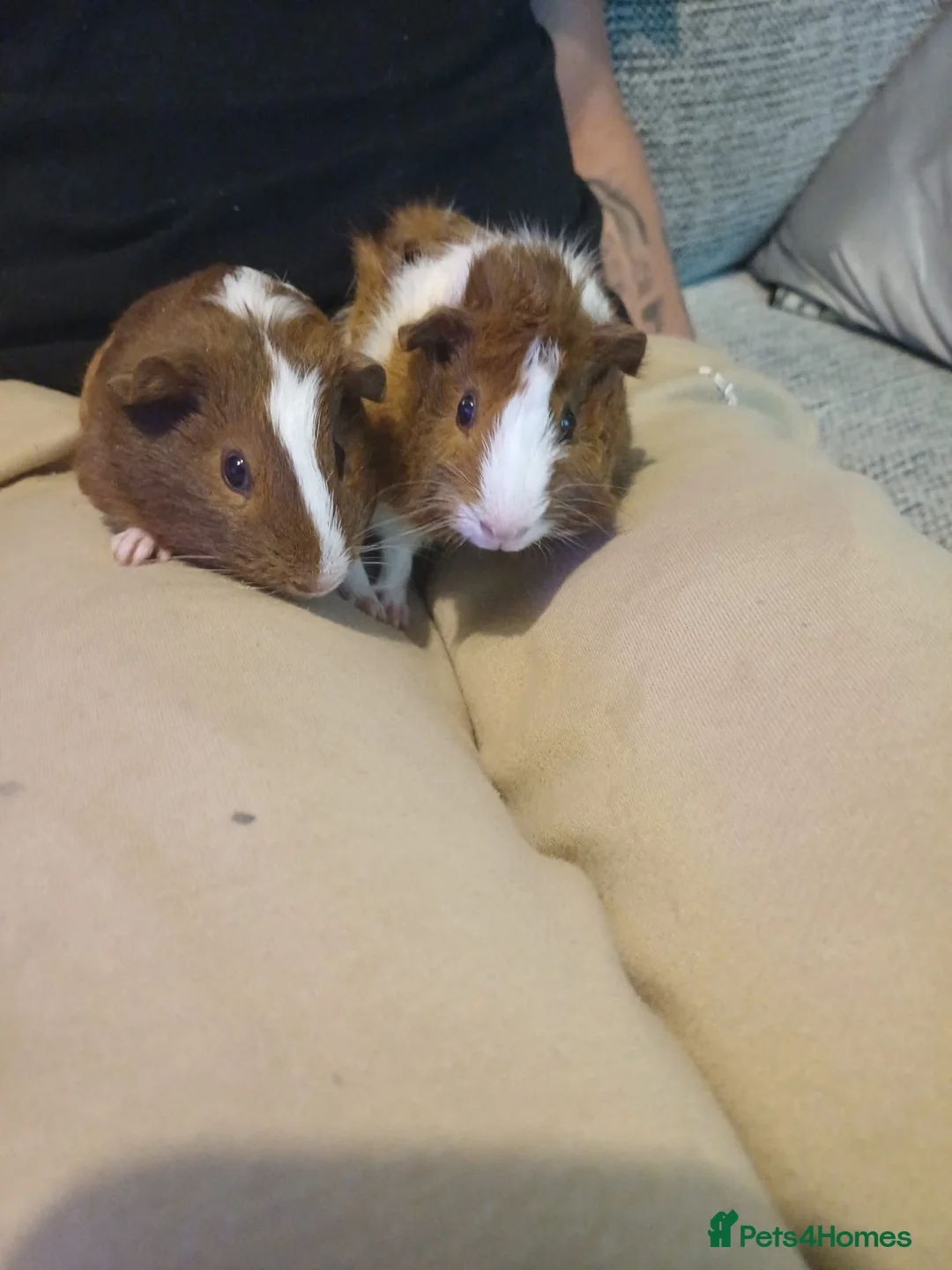 Guinea Pig rodents for sale: Two female guinea pigs for sale  in Chippenham - Advert 2