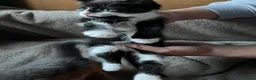 Mixed Breed cats for sale: 2 Kittens Available For their forever homes - Advert 8