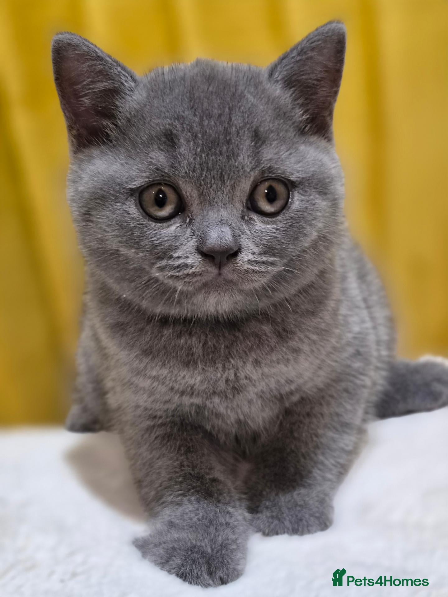 British Shorthair cats Exceptional pedigree British shorthair kittens  😻 - Advert 1