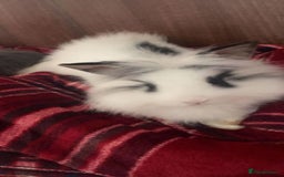 Lionhead rabbits for sale: Little lionhead boy - Image 1