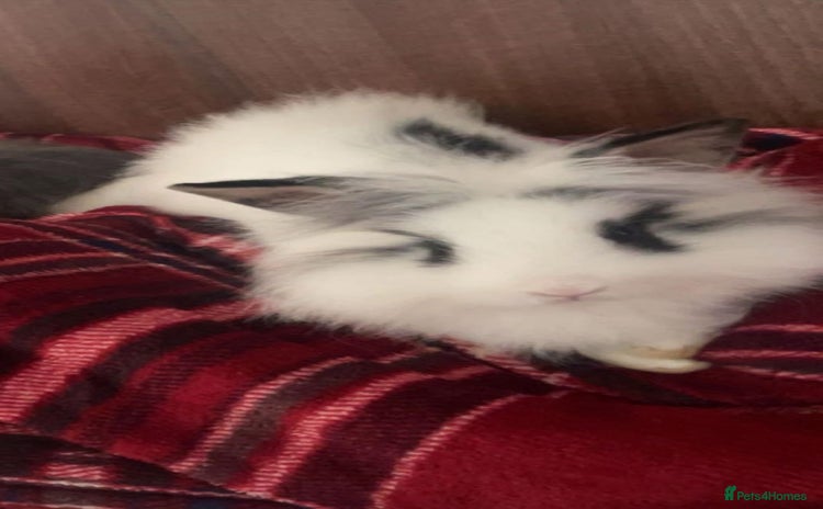 Lionhead rabbits - Advert 4