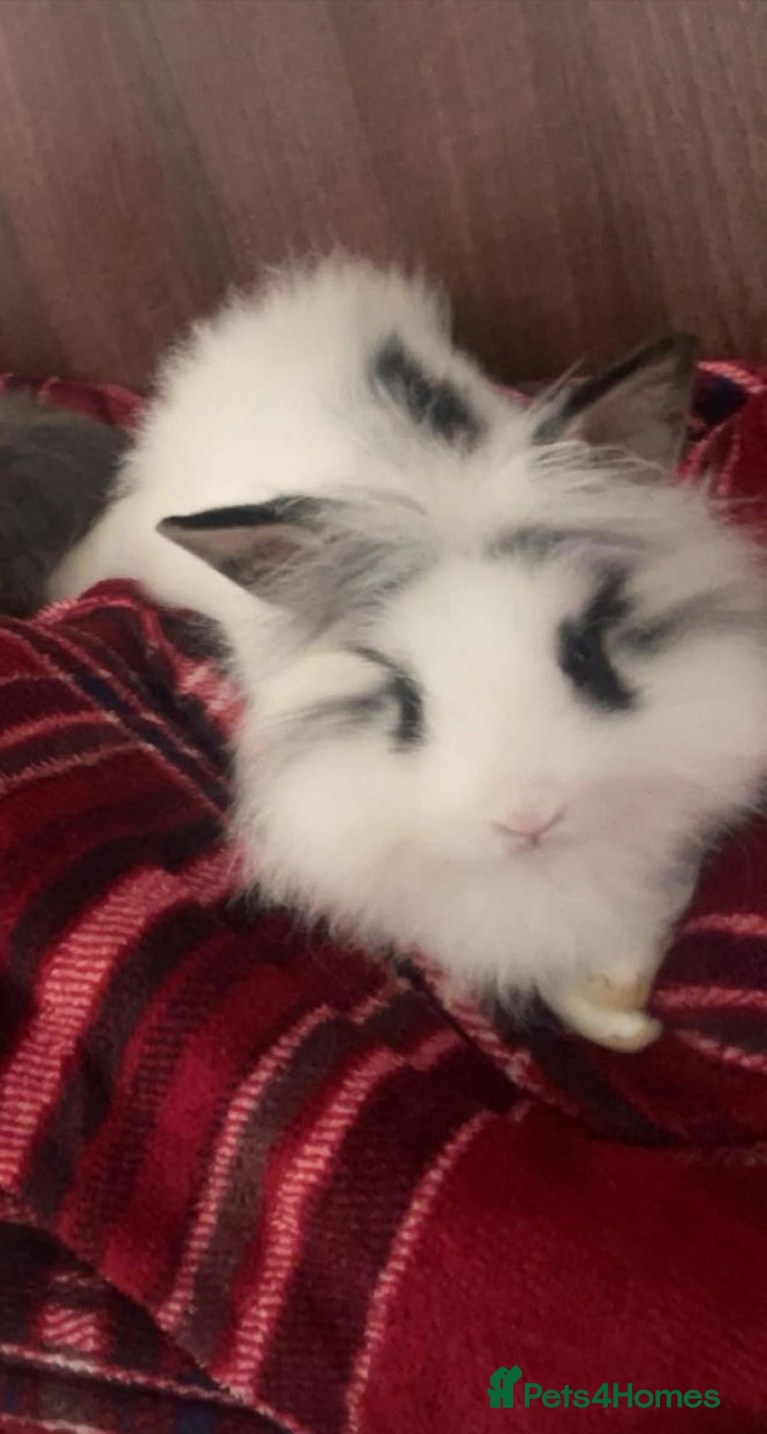 Lionhead rabbits for sale: Little lionhead boy - Image 1