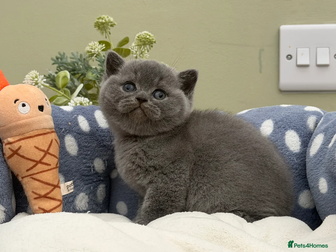 British Shorthair cats for sale: Beautiful British Kittens - Advert 23
