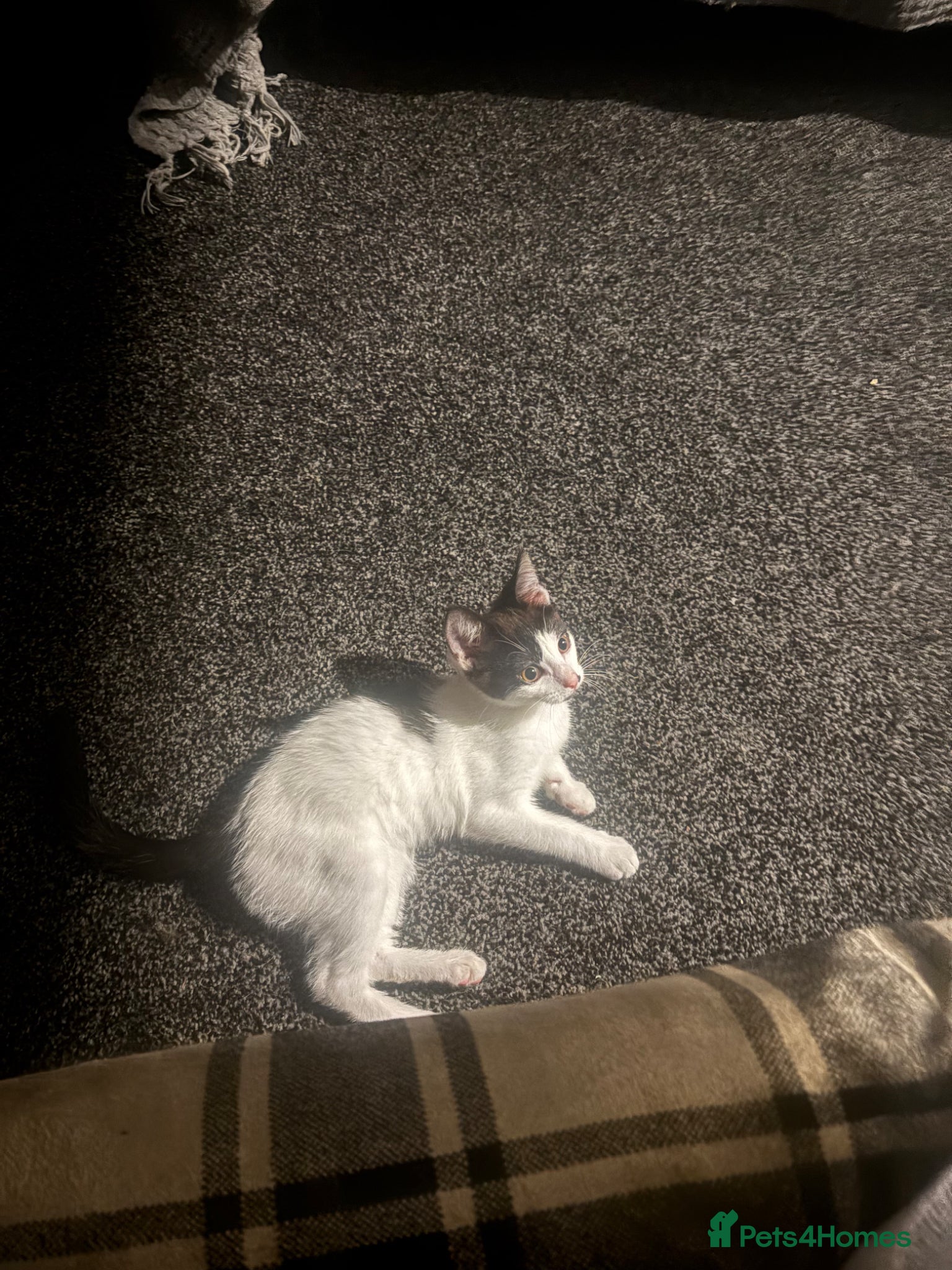 Mixed Breed cats for sale: One female kitten £30 - Advert 2