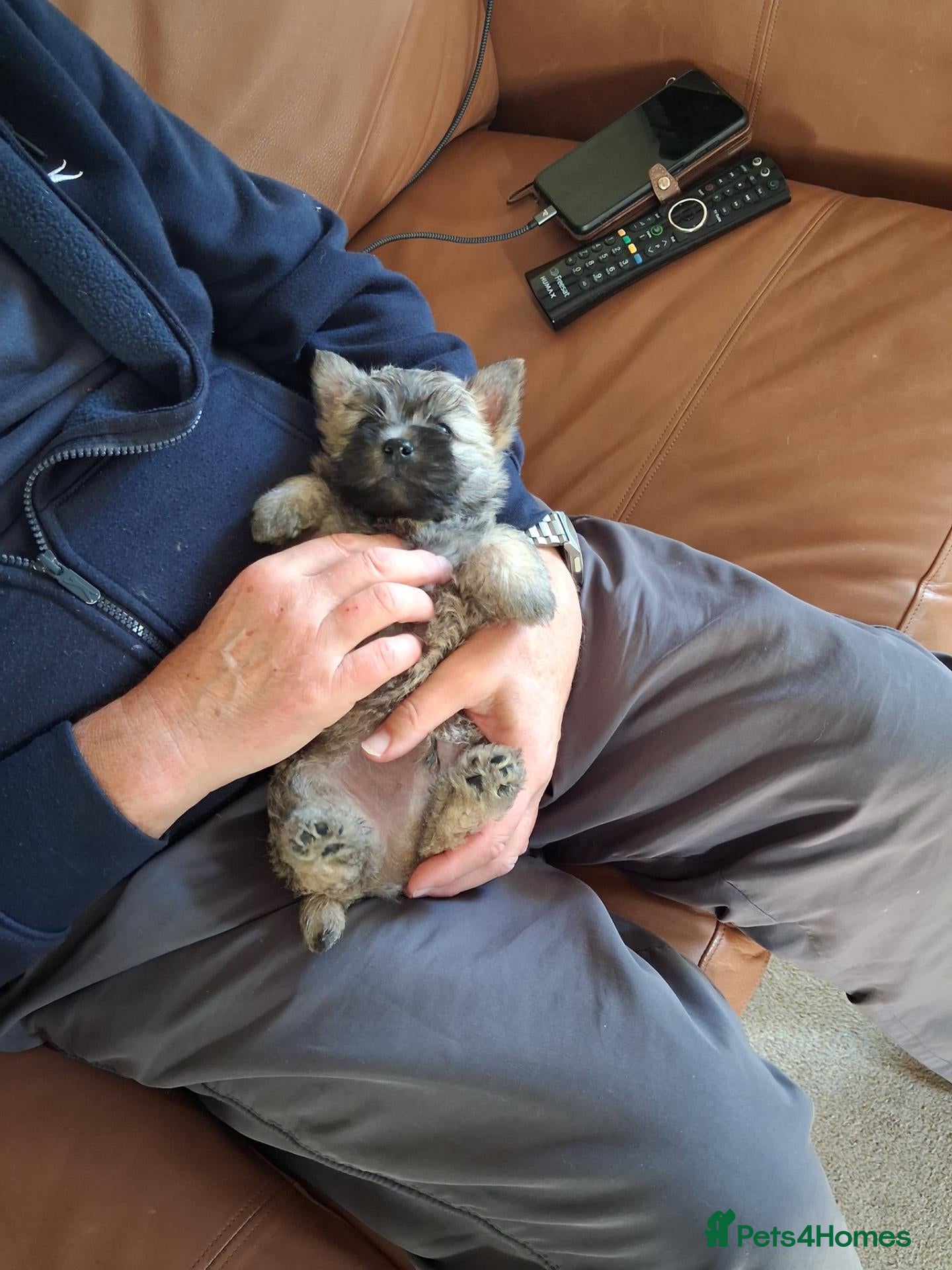Cairn Terrier dogs 7 Adorable Cairn Terrier Pups - Advert 6