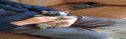 Cairn Terrier dogs for sale: 7 Adorable Cairn Terrier Pups - Advert 1