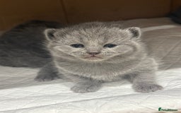 Scottish Fold cats for sale: Scottish fold  - Image 9