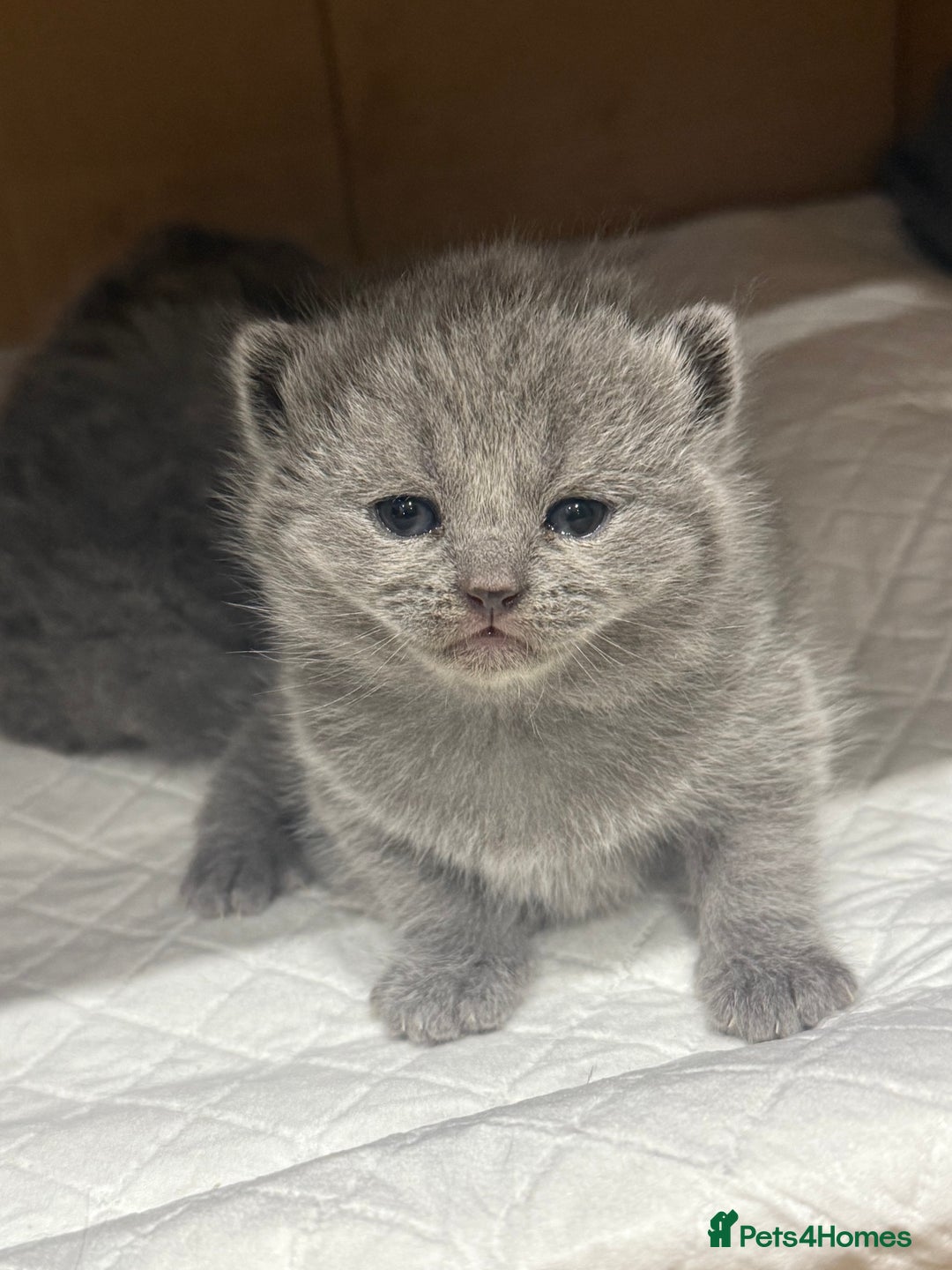 Scottish Fold cats for sale: Scottish fold  - Image 9