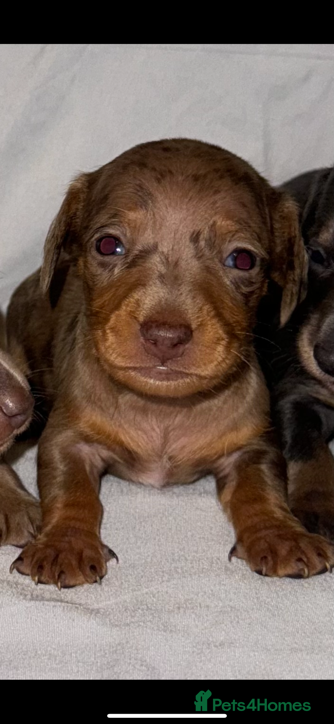Miniature Dachshund dogs for sale: Miniature Dachshunds Available - Advert 13