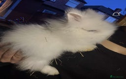 Lionhead rabbits for sale: 2 boys rabbits w blue eyes left to purchase  - Image 12