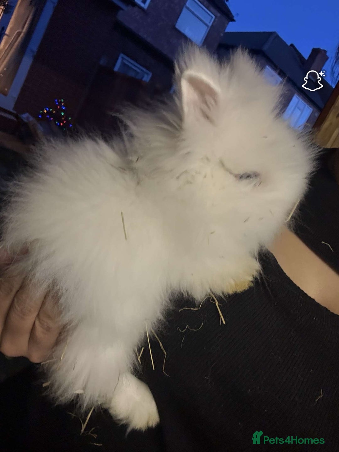 Lionhead rabbits for sale: 2 boys rabbits w blue eyes left to purchase  - Image 12