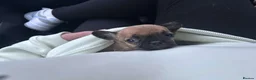 Mixed Breed dogs for sale: Female Frenchie x Chihuahua  - Advert 3