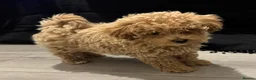 Maltipoo dogs for sale: Our beautiful Maltipoo female  - Advert 1