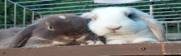 Mini Lop rabbits for sale: 2 beautiful mini lops  - Advert 1