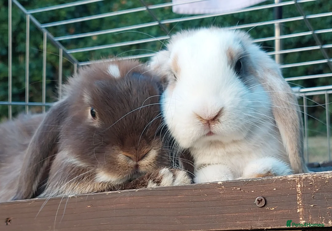 Mini Lop rabbits for sale: 2 beautiful mini lops  - Advert 1
