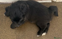 Glen of Imaal Terrier dogs for sale: Rare and beautiful  - Image 12