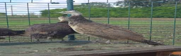 Ducks poultry for sale: Indian Runner Female Ducks, ducklings, turkeys - Advert 4