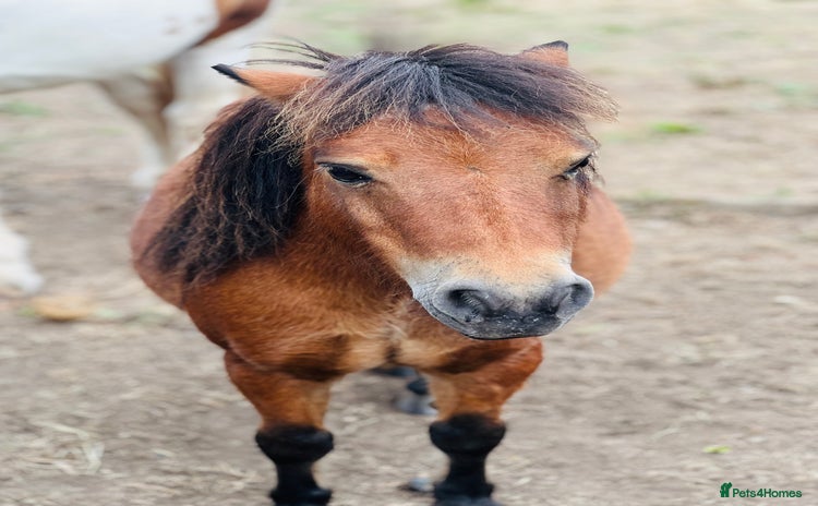 Miniature horses - Advert 1