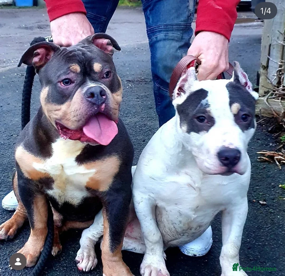 American Bully dogs for sale: Beautiful American bully  - Advert 3