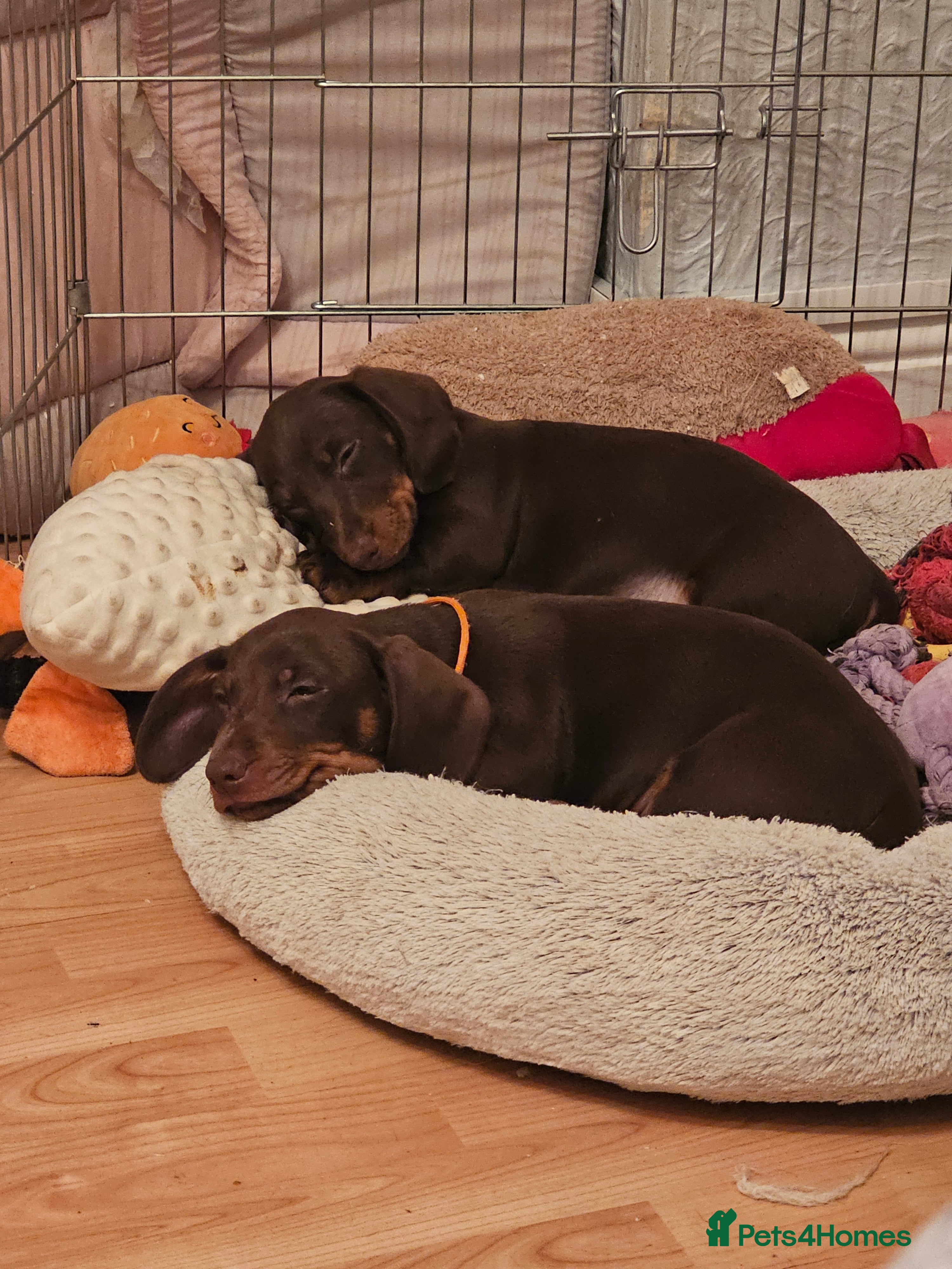 Dachshund dogs Looking for a loving forever home - Advert 3