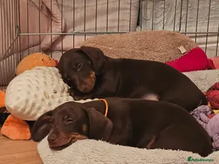 Dachshund dogs Looking for a loving forever home - Advert 1