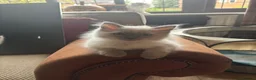 Ragdoll cats for sale: Beautiful Pure Ragdoll kittens - Advert 31