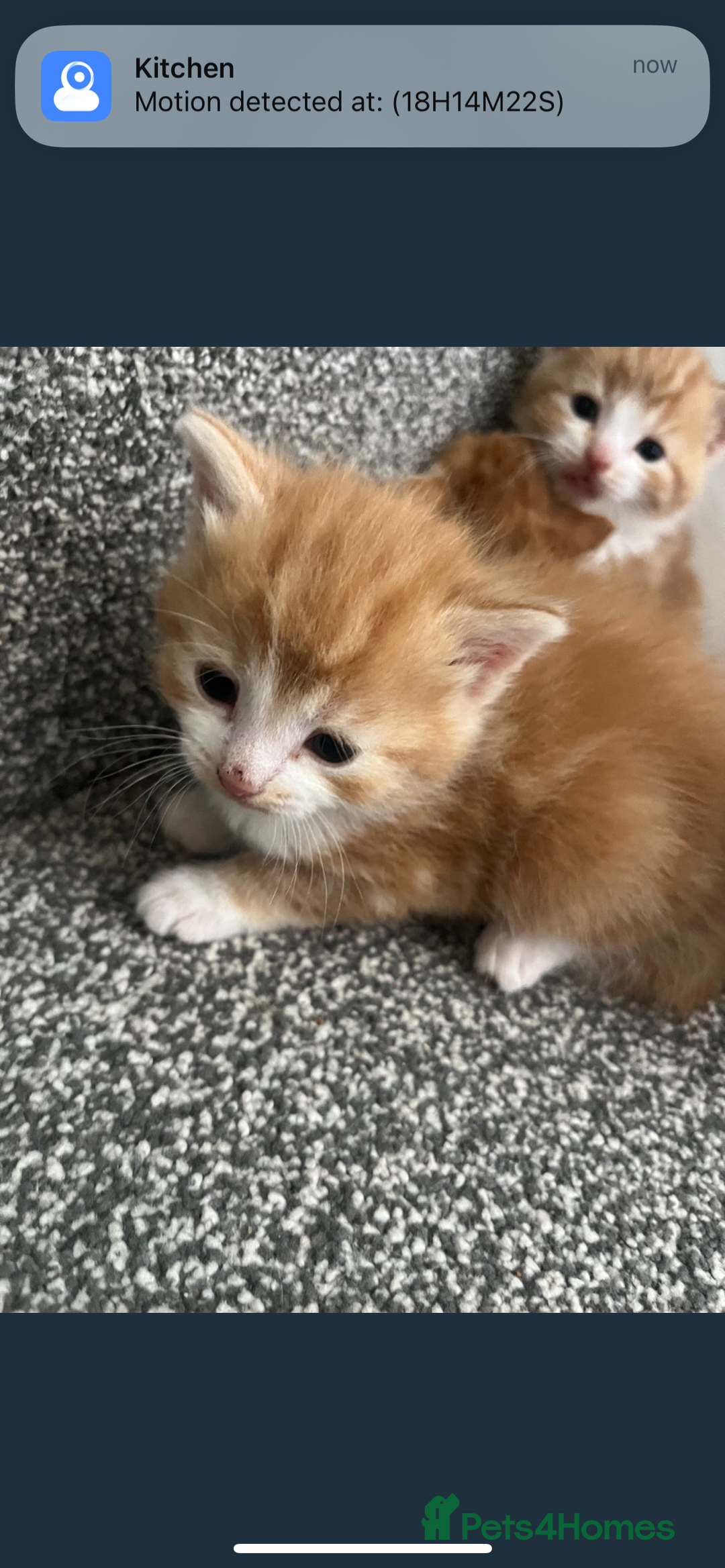 British Shorthair cats for sale: 2x ginger kittens for sale - Image 2