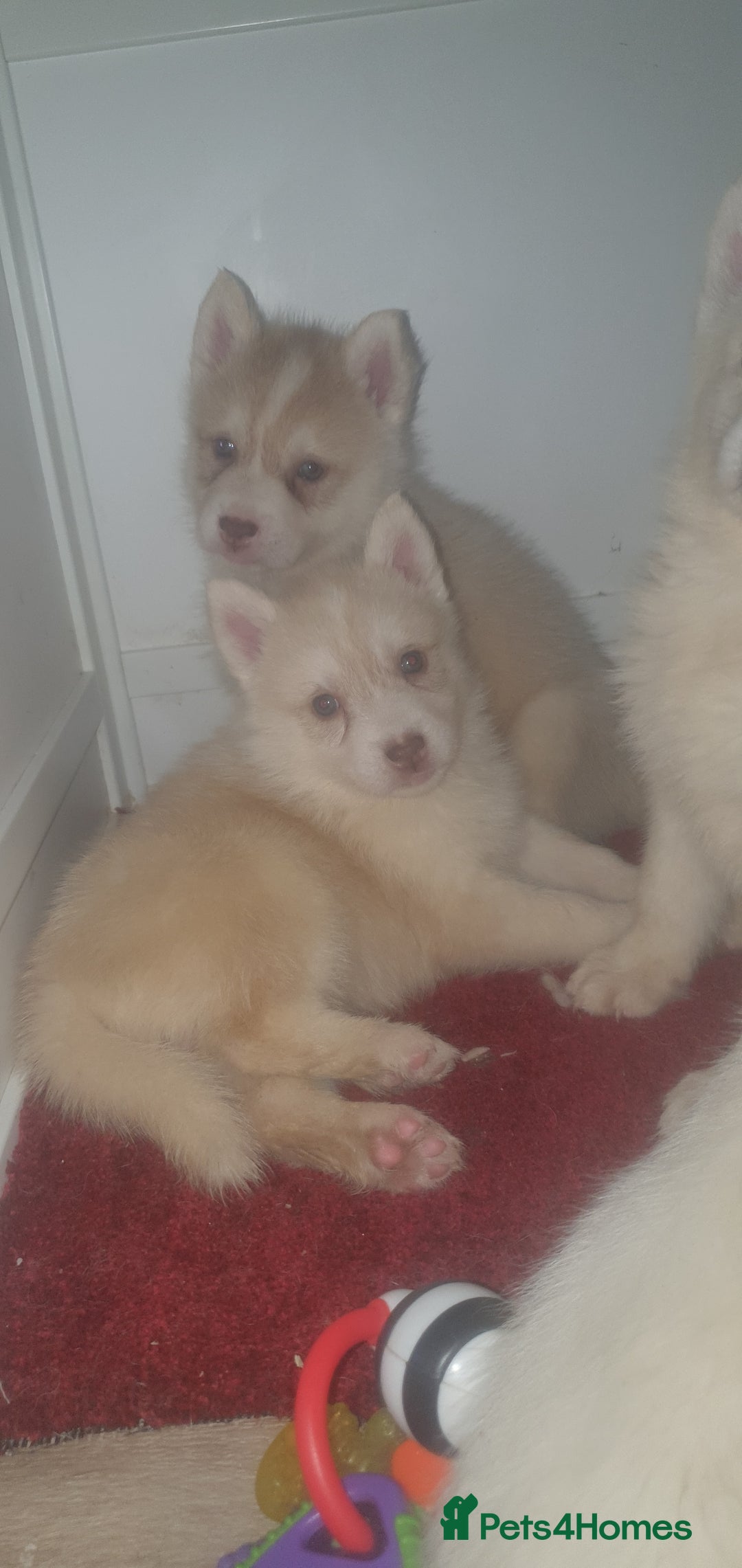 Siberian Husky dogs for sale: KC REG LITTER - Advert 4