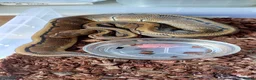 Python Snake reptiles for sale: Mixed royal python  - Advert 6