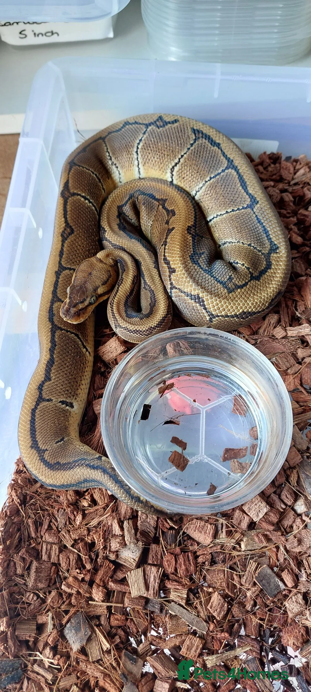 Python Snake reptiles for sale: Mixed royal python  - Advert 6