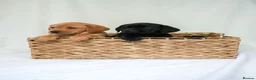 Labrador Retriever dogs for sale: KC Labrador Puppies - Licensed Breeder READY NOW - Advert 2