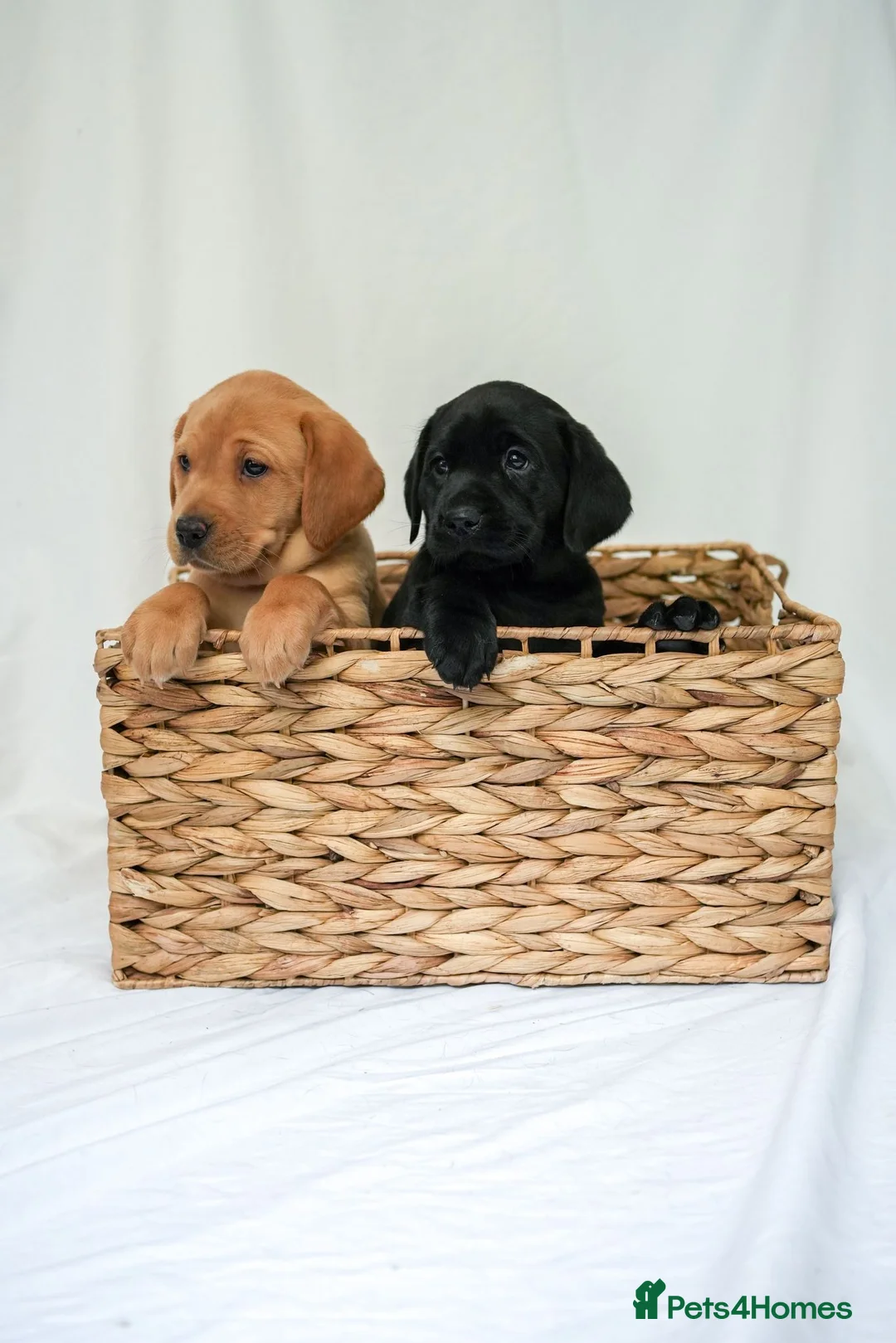 Labrador Retriever dogs for sale: KC Labrador Puppies - Licensed Breeder READY NOW - Advert 2