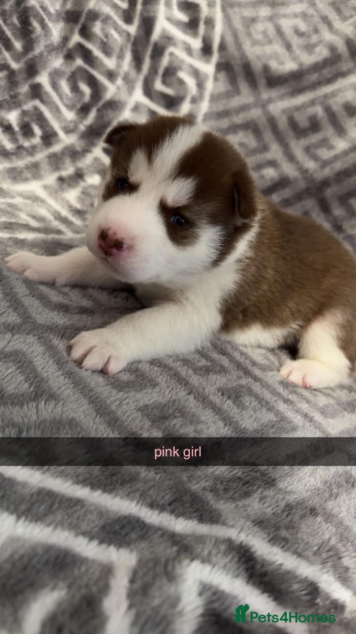 Siberian Husky dogs 4 beautiful husky puppy’s  - Advert 1