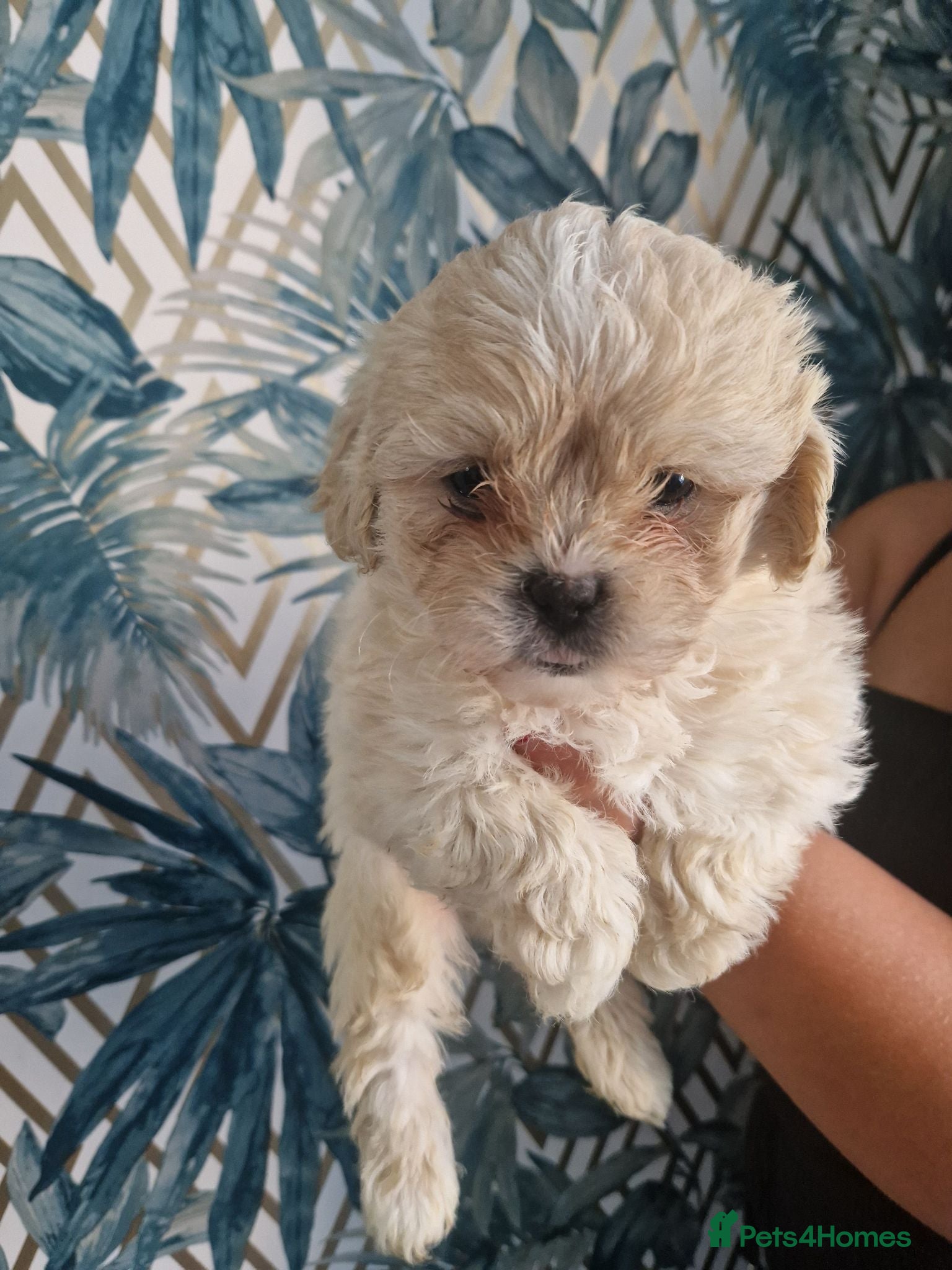 Shihpoo dogs Beautiful shih poo puppies for sale - Advert 18