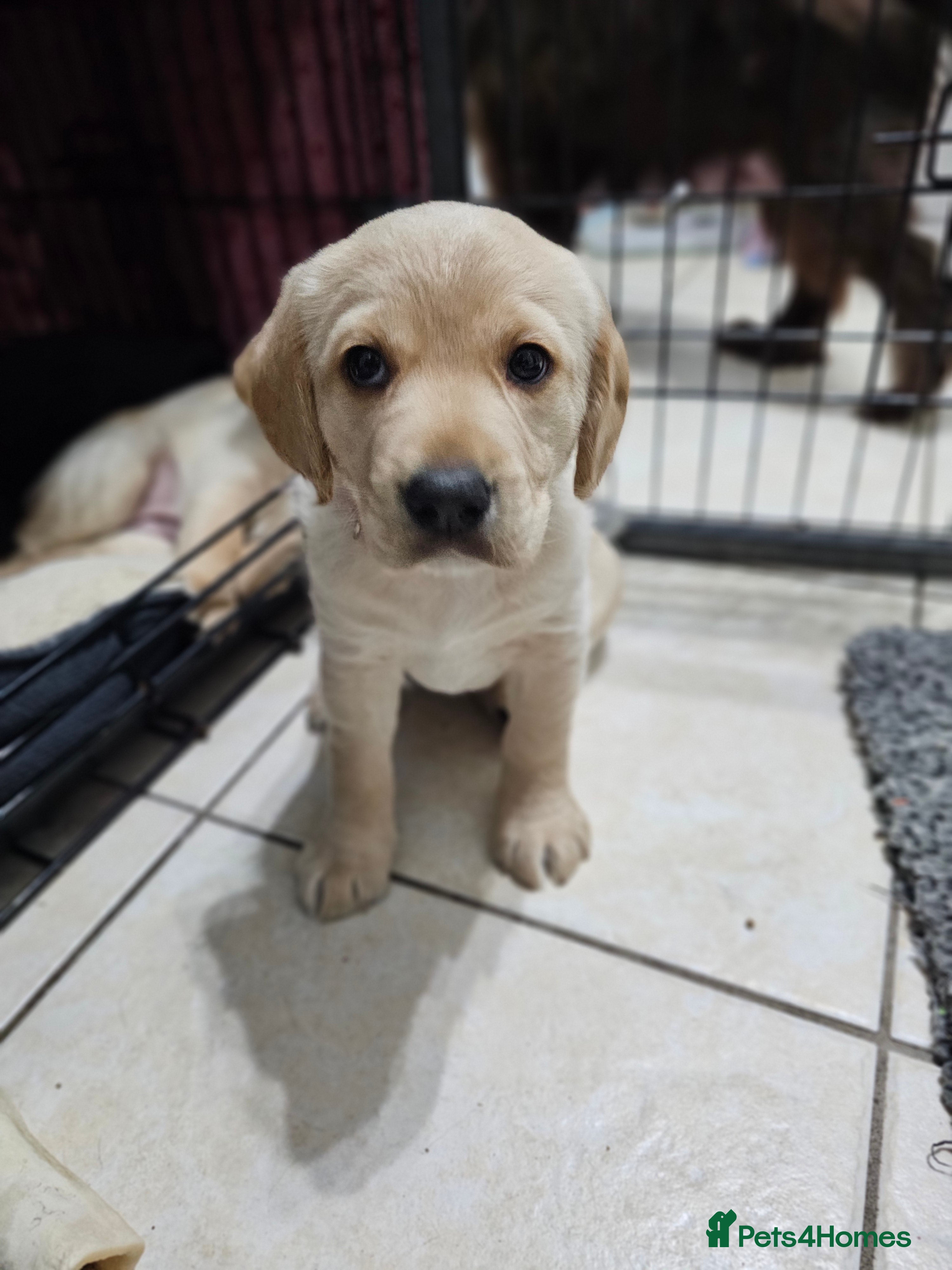 Cockerdor dogs The most loving Cockerdor Puppies-2girls remaining - Advert 1