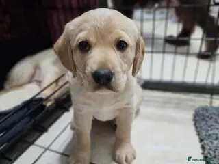 Cockerdor dogs The most loving Cockerdor Puppies-2girls remaining - Advert 9