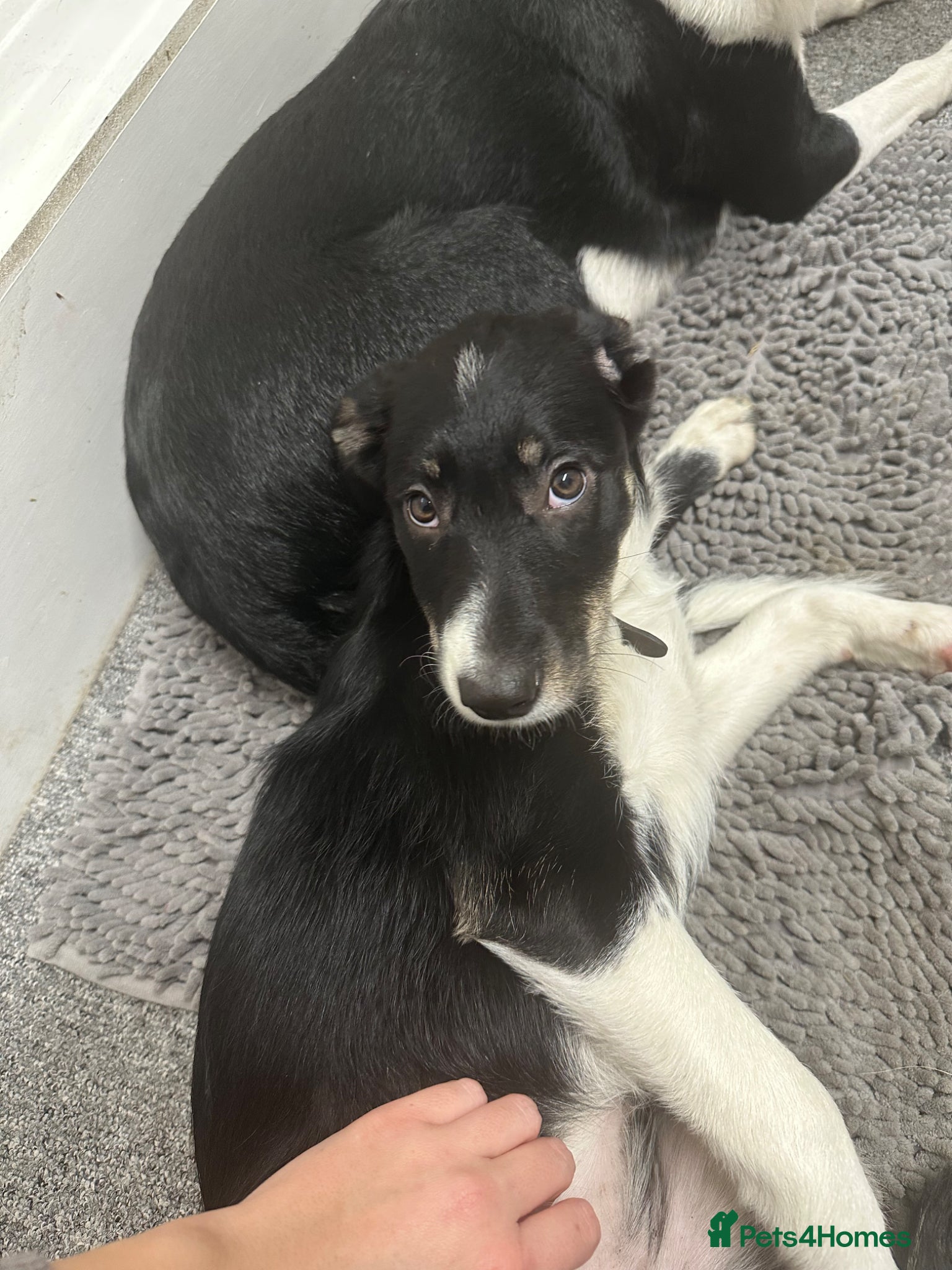 Border Collie dogs Dottie - Advert 2