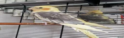 Cockatiels birds for sale: Cockatiel with Cage For Sale🦜✨️ - Advert 3