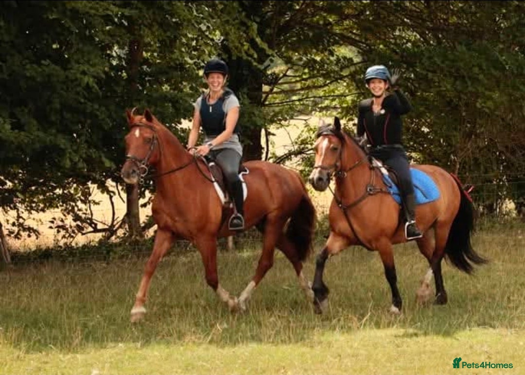 Welsh Section D horses for sale: Welsh D - Advert 4