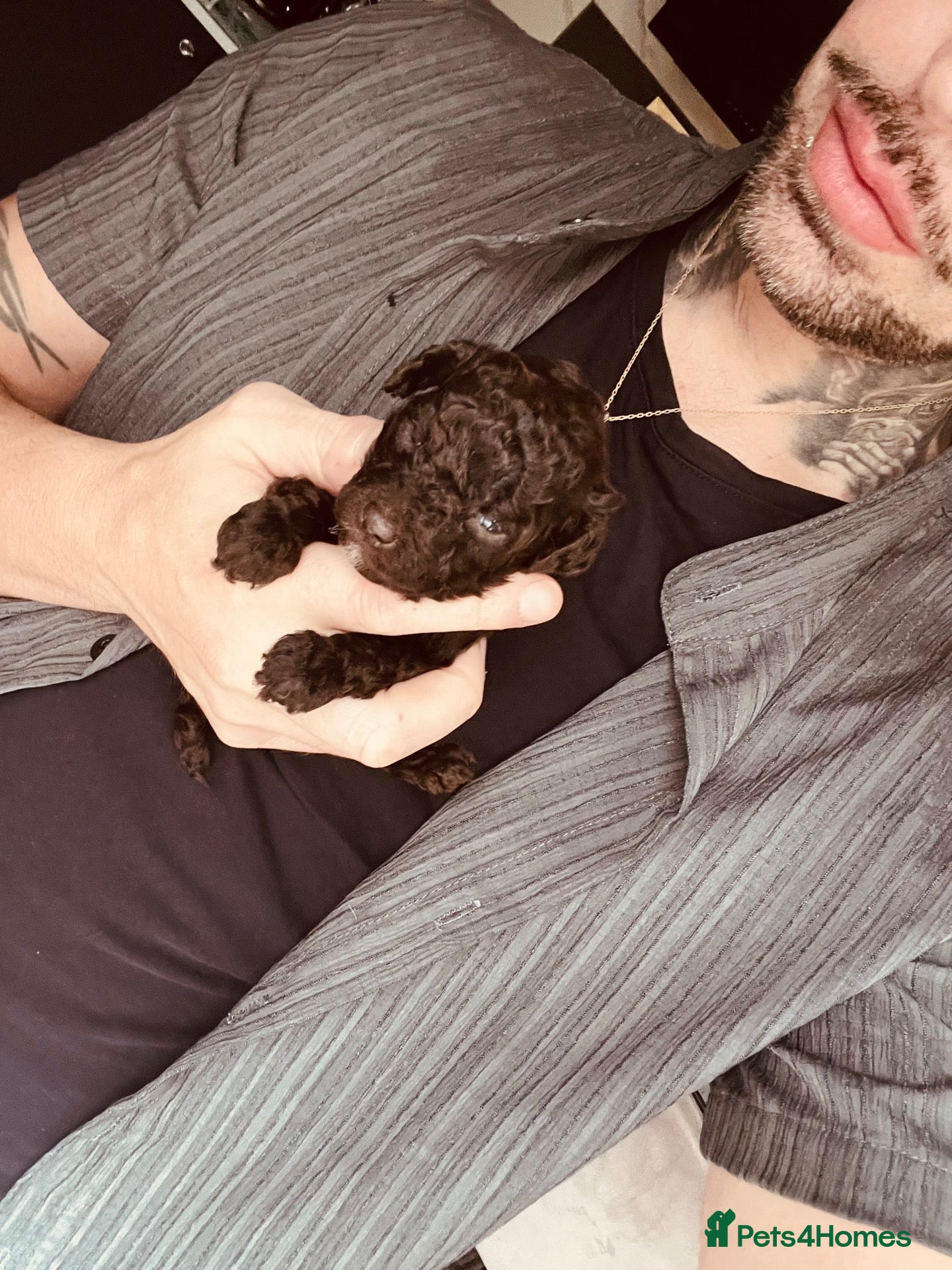 Miniature Poodle dogs 5 star Miniature poodle puppies  - Advert 2