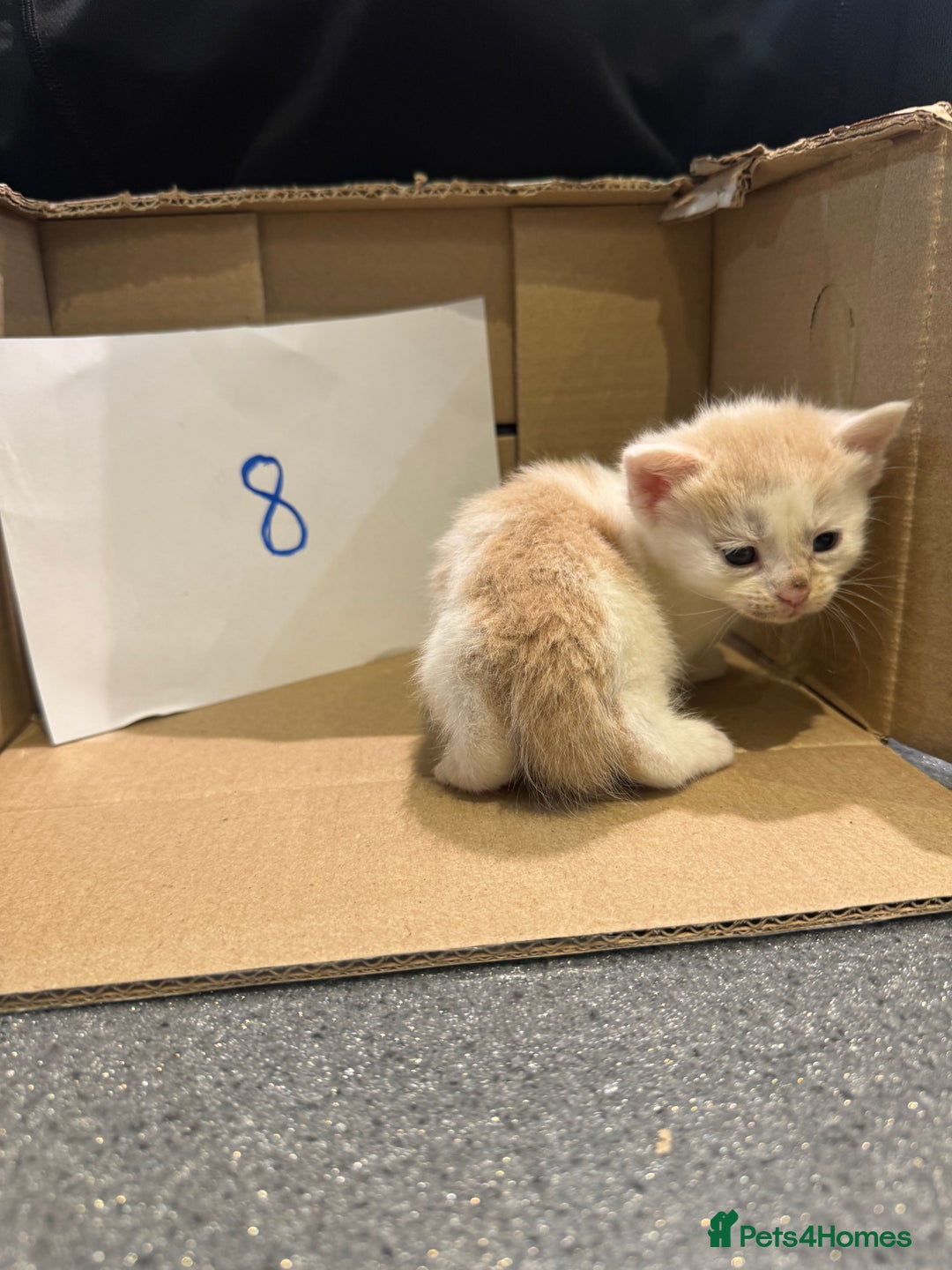 Mixed Breed cats for sale: British shorthair mix kittens  - Advert 9