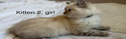 Siberian cats for sale: Beautiful Blue-Eyed Siberian Kittens - Advert 7