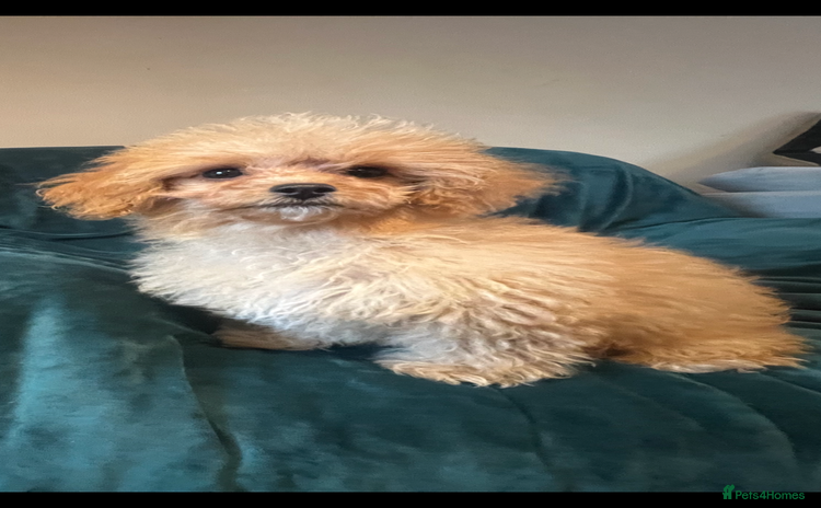 Cavapoo dogs - Advert 9