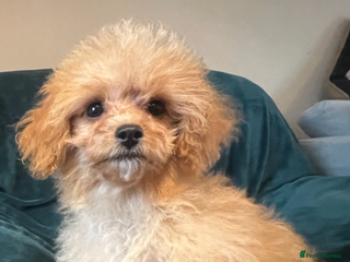 Cavapoo dogs - Advert 35