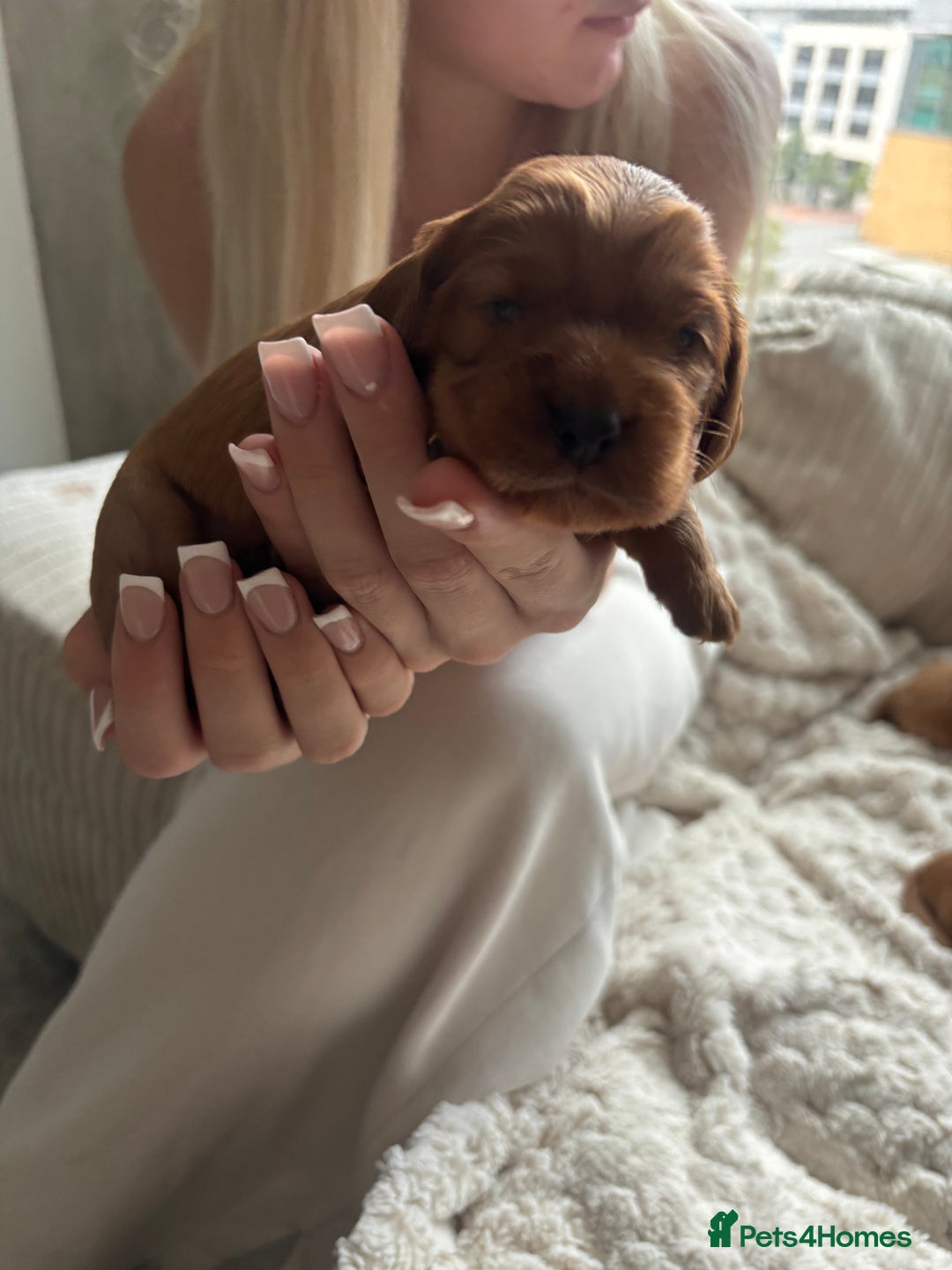 Cockalier dogs for sale: Cockalier puppies for sale  - Image 2