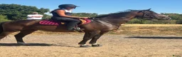English Thoroughbred horses for sale: Super safe teenagers dream  - Advert 17