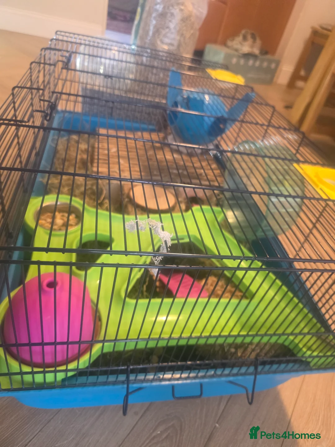 Hamster rodents for sale: Hamster with cages and accessories  - Advert 12