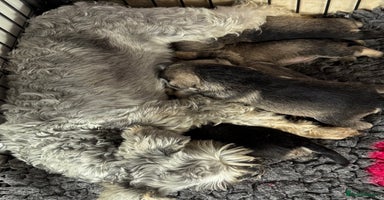 Miniature Schnauzer dogs - Advert 2