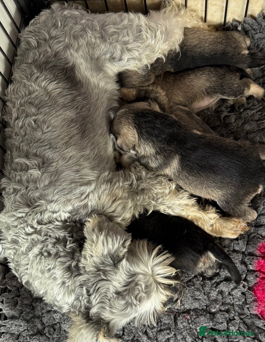 Miniature Schnauzer dogs for sale: Miniature schnauzers pups - Image 6